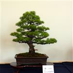 SBA-National Bonsai Exhibition 2014 (38).jpg